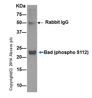 Immunoprecipitation - Anti-Bad (phospho S112) antibody [EPR1891(2)] (ab129192)