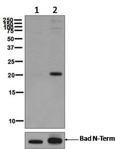 Western blot - Anti-Bad (phospho S112) antibody [EPR1891(2)] (ab129192)