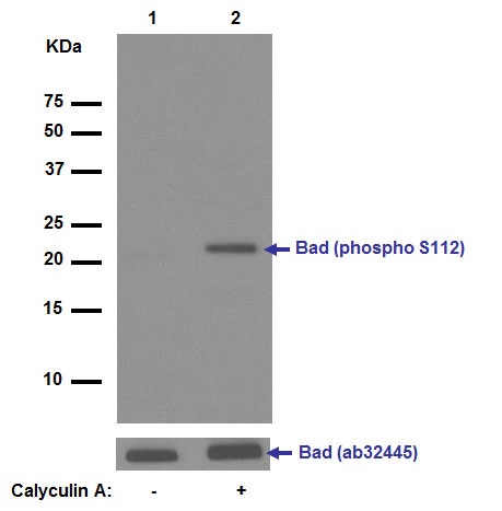 Western blot - Anti-Bad (phospho S112) antibody [EPR1891(2)] (ab129192)