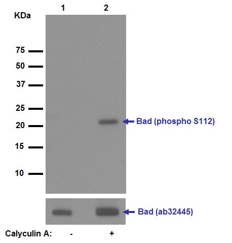 Western blot - Anti-Bad (phospho S112) antibody [EPR1891(2)] (ab129192)