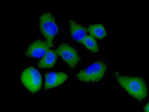 Immunocytochemistry/ Immunofluorescence - Anti-HGD antibody [EPR7874] (ab131035)