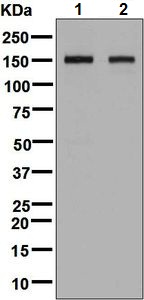 Western blot - Anti-CNTN4 antibody [EPR8736] (ab131285)