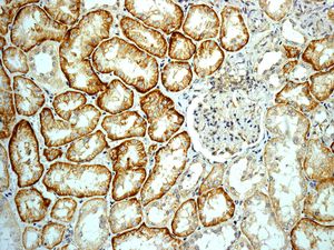 Immunohistochemistry (Formalin/PFA-fixed paraffin-embedded sections) - Anti-CNTN4 antibody [EPR8736] (ab131285)