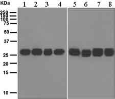 Western blot - Anti-14-3-3 [EPR6379] antibody (ab133323)