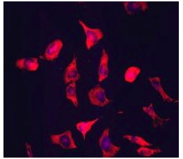 Immunocytochemistry/ Immunofluorescence - Anti-Fibrinopeptide B antibody [EPR3083] (ab133359)