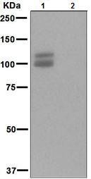 Western blot - Anti-Amyloid Precursor Protein (phospho T743) antibody [EPR826(2)] (ab133447)