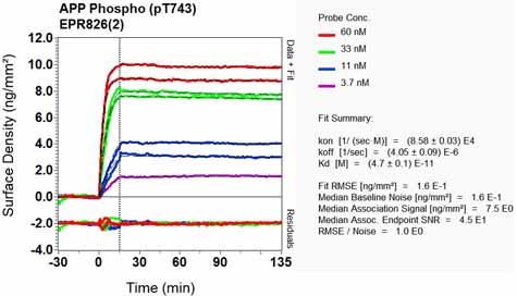 Other - Anti-Amyloid Precursor Protein (phospho T743) antibody [EPR826(2)] (ab133447)