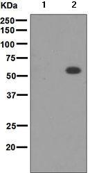 Western blot - Anti-p53 (phospho T377) antibody [EPR5678] (ab133451)