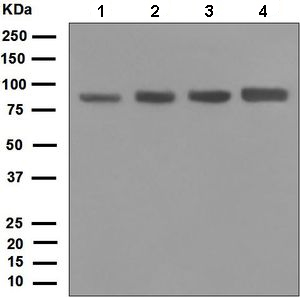 Western blot - Anti-DDX50 antibody [EPR5272] (ab133507)