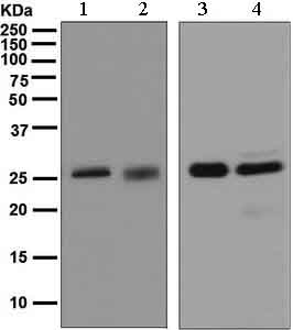 Western blot - Anti-14-3-3 [EPR5872] antibody (ab133538)