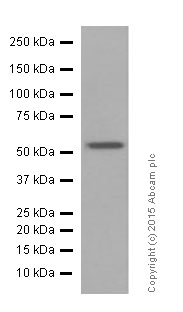 Western blot - Anti-nmt55 / p54nrb antibody [EPR5270] (ab133574)