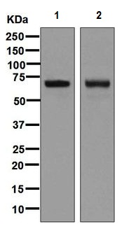 Western blot - Anti-alpha 1 Fetoprotein antibody [EPAFP61] (ab133617)