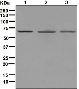 Western blot - Anti-MAdCAM1 antibody [EPR6946] (ab134088)