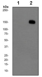 Western blot - Anti-Phospholipase C gamma 1 (phospho Y783) antibody [EPR2611Y] (ab134186)