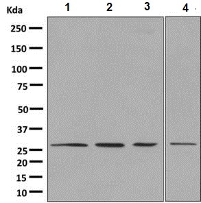 - Anti-14-3-3 gamma antibody [EPR9654(B)] (ab137048)