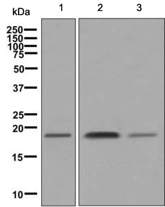 Western blot - Anti-Ndufs4 antibody [EP7832] (ab137064)