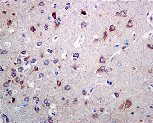 Immunohistochemistry (Formalin/PFA-fixed paraffin-embedded sections) - Anti-Ndufs4 antibody [EP7832] (ab137064)