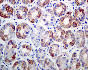 Immunohistochemistry (Formalin/PFA-fixed paraffin-embedded sections) - Anti-Ndufs4 antibody [EP7832] (ab137064)