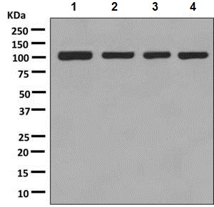 Western blot - Anti-Methio<i></i>nyl tRNA synthetase antibody [EPR9873(B)] (ab137105)