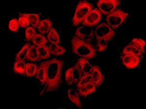 Immunocytochemistry/ Immunofluorescence - Anti-Methio<i></i>nyl tRNA synthetase antibody [EPR9873(B)] (ab137105)