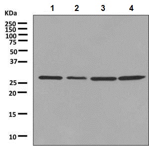 Western blot - Anti-14-3-3 gamma antibody [EPR9655(B)] (ab137106)