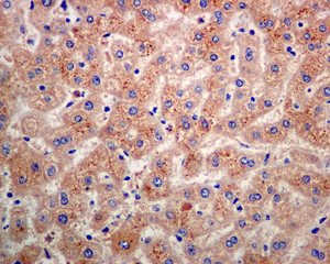 Immunohistochemistry (Formalin/PFA-fixed paraffin-embedded sections) - Anti-BTBD17 antibody [EPR9593(B)] (ab138507)