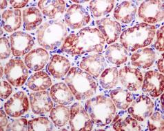 Immunohistochemistry (Formalin/PFA-fixed paraffin-embedded sections) - Anti-Ndufs4 antibody [EPR7831] (ab139178)