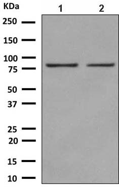 Western blot - Anti-NOL9 antibody [EPR9578] (ab140597)