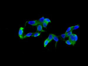 Immunocytochemistry/ Immunofluorescence - Anti-M<i></i>etabotropic Glutamate Receptor 2 antibody [EPR8975] (ab150387)