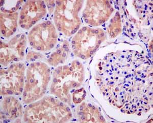 Immunohistochemistry (Formalin/PFA-fixed paraffin-embedded sections)-Anti-Adenylosuccinate Lyase antibody [EPR10747(B)](ab154182)