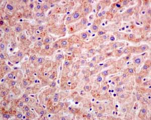 Immunohistochemistry (Formalin/PFA-fixed paraffin-embedded sections)-Anti-Adenylosuccinate Lyase antibody [EPR10747(B)](ab154182)