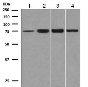 Western blot - (ab154189)