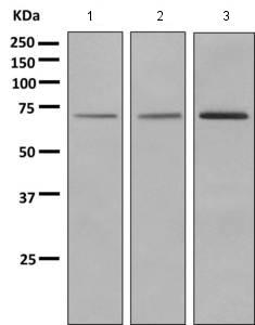 - Anti-Guanylyl Cyclase beta 1 antibody [EPR8822] (ab154841)