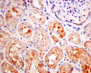 Immunohistochemistry (Formalin/PFA-fixed paraffin-embedded sections)-Anti-Guanylyl Cyclase beta 1 antibody [EPR8822](ab154841)