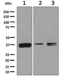 Western blot - Anti-MPG antibody [EPR10959(B)] (ab155092)