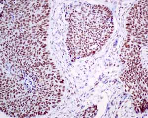 Immunohistochemistry (Formalin/PFA-fixed paraffin-embedded sections)-Anti-MPG antibody [EPR10959(B)](ab155092)