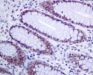 Immunohistochemistry (Formalin/PFA-fixed paraffin-embedded sections)-Anti-MPG antibody [EPR10959(B)](ab155092)