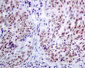 Immunohistochemistry (Formalin/PFA-fixed paraffin-embedded sections)-Anti-MPG antibody [EPR10959(B)](ab155092)