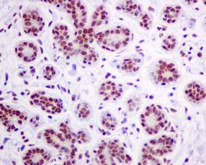 Immunohistochemistry (Formalin/PFA-fixed paraffin-embedded sections)-Anti-MPG antibody [EPR10959(B)](ab155092)