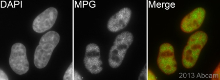 Immunocytochemistry/ Immunofluorescence - Anti-MPG antibody [EPR10959(B)] (ab155092)