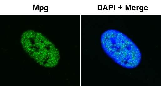 Immunocytochemistry/ Immunofluorescence - Anti-MPG antibody [EPR10959(B)] (ab155092)