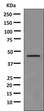 Western blot - Anti-Human Growth Hormone antibody [EPR9524] (ab155975)