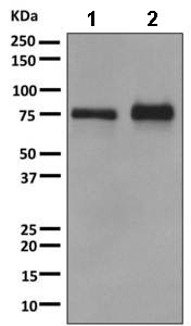 Western blot - Anti-Dynein intermediate chain 1 antibody (ab156567)