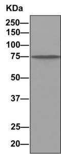 Immunoprecipitation - Anti-Dynein intermediate chain 1 antibody (ab156567)