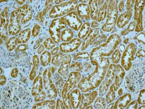 Immunohistochemistry (Formalin/PFA-fixed paraffin-embedded sections) - Anti-EDG2 antibody [EPR9710] (ab166903)
