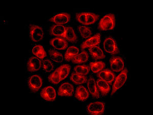 Immunocytochemistry/ Immunofluorescence - Anti-INPPL1 antibody [EPR10955] (ab166916)