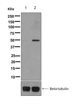 Western blot - Anti-GAP43 (phospho S41) antibody [EPR1854(2)] (ab167162)