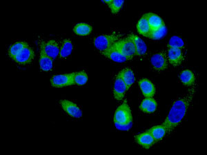 Immunocytochemistry/ Immunofluorescence - Anti-Kallikrein 5 antibody [EPR9278] (ab168340)