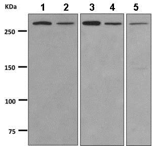 Western blot - Anti-KAT4 / TBP Associated Factor 1 [EPR7145(2)] antibody (ab168346)