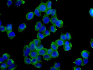 Immunocytochemistry/ Immunofluorescence - Anti-PPP2CB [EPR11786(B)] antibody (ab168371)